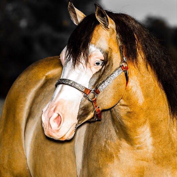 Gunner Dun It Again and Joao Felipe Lacerda - Buckskin Reining Stallion